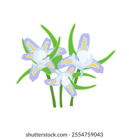 Iris palestinum. Color vector illustration.