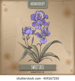 Iris pallida alias Dibujo de color de iris dulce sobre fondo vintage. Serie de aromaterapia. Ideal para la medicina tradicional, el diseño de perfumes, la cocina o la jardinería.