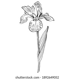 Iris plant flower. Floral botanical flower. Isolated illustration element. Vector hand drawing wildflower for background, texture, wrapper pattern, frame or border.