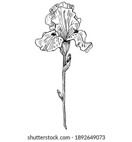 Iris plant flower. Floral botanical flower. Isolated illustration element. Vector hand drawing wildflower for background, texture, wrapper pattern, frame or border.