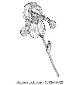 Iris plant flower. Floral botanical flower. Isolated illustration element. Vector hand drawing wildflower for background, texture, wrapper pattern, frame or border.