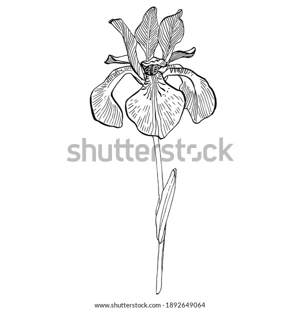 Iris Plant Flower Floral Botanical Flower Stock Vector (Royalty Free ...