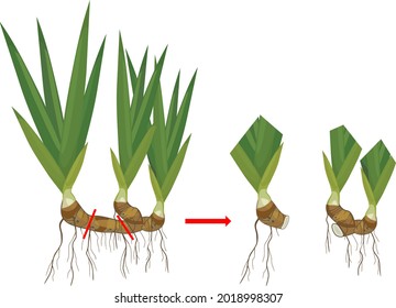 Iris plant rhizome division scheme isolated on white background. Vegetative propagation of bearded iris