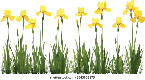Iris pseudacorus iris amarela, bandeira de água frontal isolada, flor de zona úmida, planta aquática, flora de pântano, planta de jardim, habitat natural, ilustração vetorial.