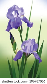 Iris Purple Flower. Vector Illustration. Decoration with detailed flower. Vector floral image for greeting cards, invitations, banners, wallpaper, textiles, cosmetic labeling, backgrounds.