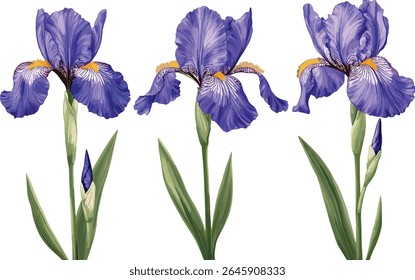 Iris sanguinea flor, vista frontal, isolado, galho de árvore, ilustração vetorial, arte botânica, flor de primavera, planta de jardim, design floral, elemento da natureza, pétalas coloridas.