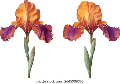 Iris sanguinea frontal, isolated, tree twig, vector illustration, botanical flower, garden flora, fresh bloom, natural greenery, decorative flower, spring nature scene.