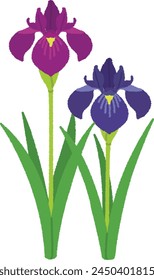 Iris sanguinea is a perennial plant with a height of 30 to 60 cm, leaves that stand upright, and one to three flowers blooming at the tip of the stem.