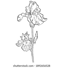 Iris sketch flower. Floral botanical flower. Isolated illustration element. Vector hand drawing wildflower for background, texture, wrapper pattern, frame or border.