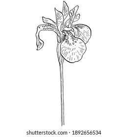 Iris sketch flower. Floral botanical flower. Isolated illustration element. Vector hand drawing wildflower for background, texture, wrapper pattern, frame or border.