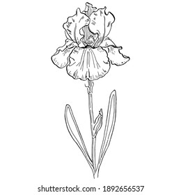 Iris sketch flower. Floral botanical flower. Isolated illustration element. Vector hand drawing wildflower for background, texture, wrapper pattern, frame or border.