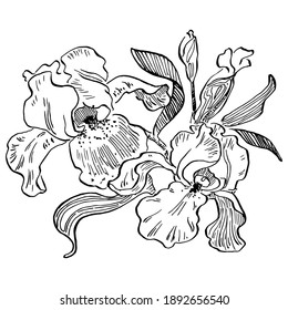 Iris sketch flower. Floral botanical flower. Isolated illustration element. Vector hand drawing wildflower for background, texture, wrapper pattern, frame or border.