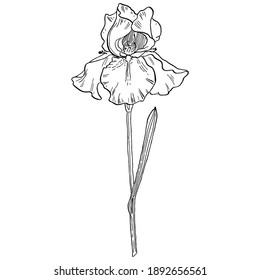 Iris sketch flower. Floral botanical flower. Isolated illustration element. Vector hand drawing wildflower for background, texture, wrapper pattern, frame or border.