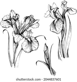 Iris esbozar flores vectoriales de dibujo a mano ilustración botánica