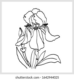 Dibujo de Iris. Imagen en un fondo blanco .Vector. 