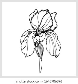 Iris sketch. Image on a white background .Vector. 