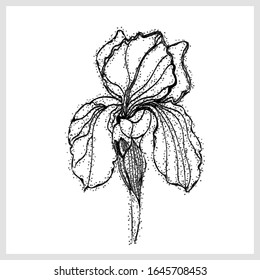 Iris sketch. Image on a white background .Vector. 