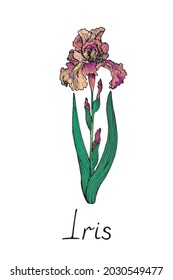 Iris-weiche rosafarbene Blume, doodle Tintenzeichnung mit Inschrift, bunter Vintage-Stil
