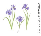 Iris spring flower botanical hand drawn vector illustration set isolated on white. Vintage romantic cottage garden florals curiosity cabinet aesthetic print.