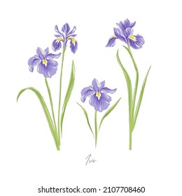 Iris spring flower botanical hand drawn vector illustration set isolated on white. Vintage romantic cottage garden florals curiosity cabinet aesthetic print.