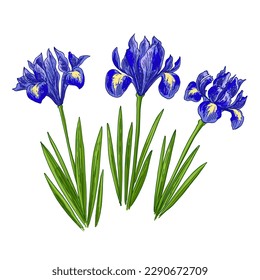 Iris Spring flowers color drawing vector. 