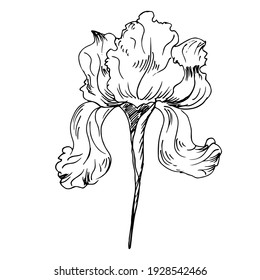 Iris. Spring flowers, sketch, vector illustration.