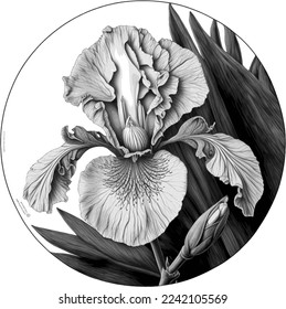 Iris vector black and white