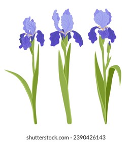 iris, vector drawing flowers at white background, hand drawn botanical illustration