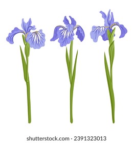 iris, flores de dibujo vectorial de fondo blanco, ilustración botánica dibujada a mano