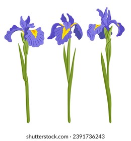 iris, flores de dibujo vectorial de fondo blanco, ilustración botánica dibujada a mano