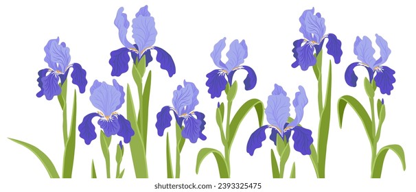 iris, flores de dibujo vectorial de fondo blanco, ilustración botánica dibujada a mano