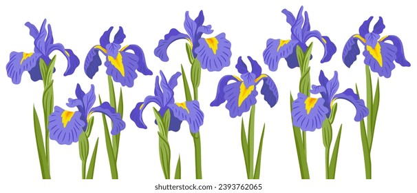 iris, flores de dibujo vectorial de fondo blanco, ilustración botánica dibujada a mano