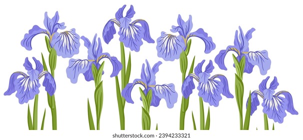 iris, flores de dibujo vectorial de fondo blanco, ilustración botánica dibujada a mano