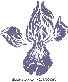 iris in vector, flower