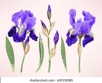 Iris vector set