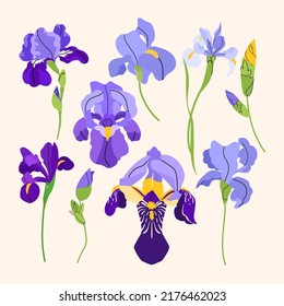 Vector de iris con flores moradas, brotes y hojas. Ilustración de verano de estilo plano vectorial aislada en fondo beige