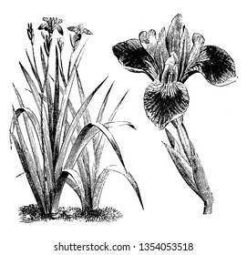 Las flores de iris versicolor tienen muchas variedades de color. Estos se encuentran en Norteamérica, dibujo vintage de líneas o ilustración grabadora.