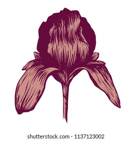 Iris vintage hand-drawn illustration. Isolated on white.