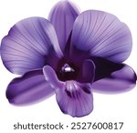 Iris violet flower. white background