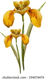 iris, watercolor , painting