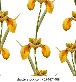 iris, watercolor, pattern