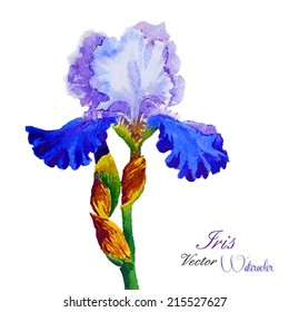 Iris watercolor. Vector illustration