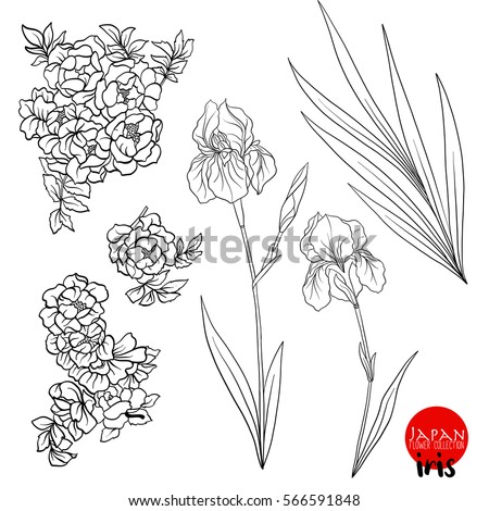 iris wild rose flowers