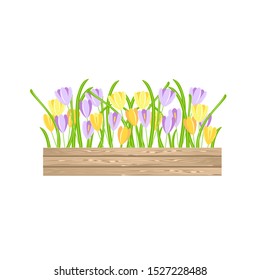 Iris in wooden boxes. Yellow violet blue flowers art design stock vector illustration for garden design, for web, for print
