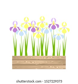 Iris in wooden boxes. Yellow violet blue flowers art design stock vector illustration for garden design, for web, for print