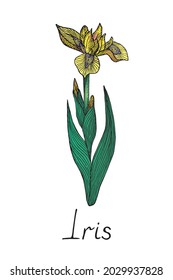 Iris yellow flower, doodle ink drawing with inscription, colorful vintage style