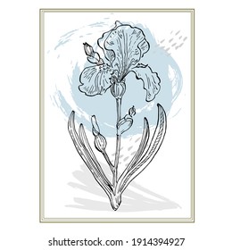Irises backgrounds for social media platform, stories, banner with abstract shapes, leaves. Hand drawing illustration.