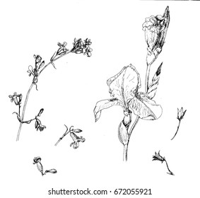 Irises and bells. Beautiful flowers, buds and petals. Vector ink. Drawing by hand from nature