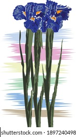 Irises blue Flowers with background