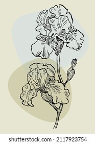 Vector de arte mural botánico irlandés. Esbozar el dibujo de la línea folicular boho con forma abstracta. Dibujar diseño de arte de planta para imprimir, cubrir, papel pintado, arte de pared mínimo y natural.